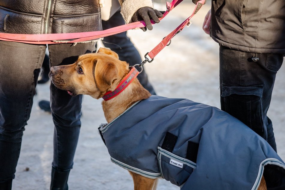 Łódź. Psy ze schroniska w Łodzi na spacerze