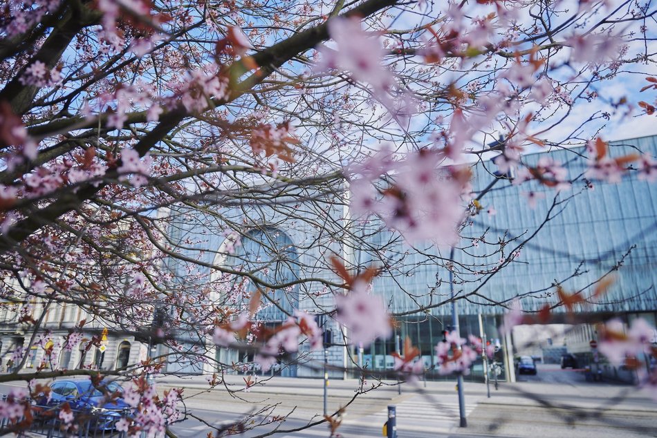 Łódź. Wiosna zagościła na skwerze przy Narutowicza i Sienkiewicza. Przyroda w Łodzi zachwyca!