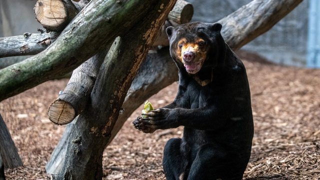 TyDzień Misji Ogrodów Zoologicznych i Akwariów. Orientarium Zoo Łódź chroni ginące gatunki