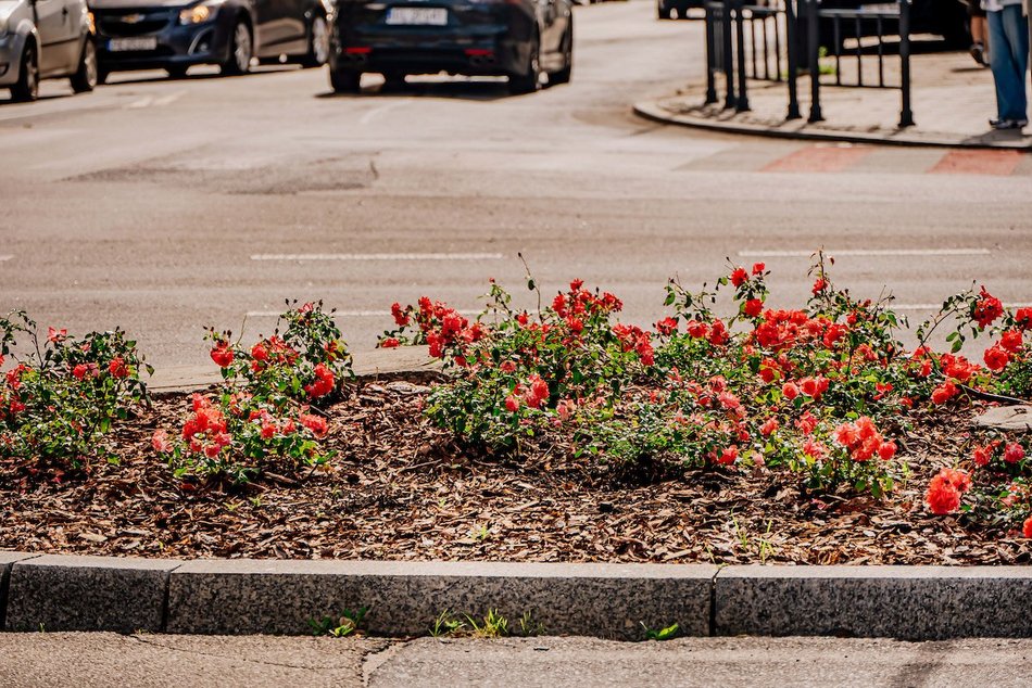 Łódź. Wrzesień w Łodzi potrafi zaskoczyć! Miasto wciąż tętni kolorami i zapachem kwiatów