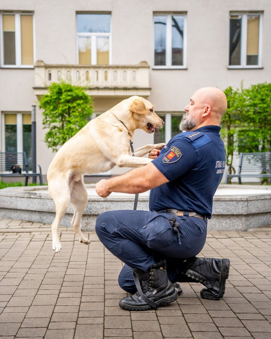Łódź. Strażnik Maks. Uroczy labrador nowym funkcjonariuszem Straży Miejskiej w Łodzi