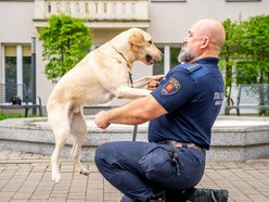 Łódź. Strażnik Maks. Uroczy labrador nowym funkcjonariuszem Straży Miejskiej w Łodzi