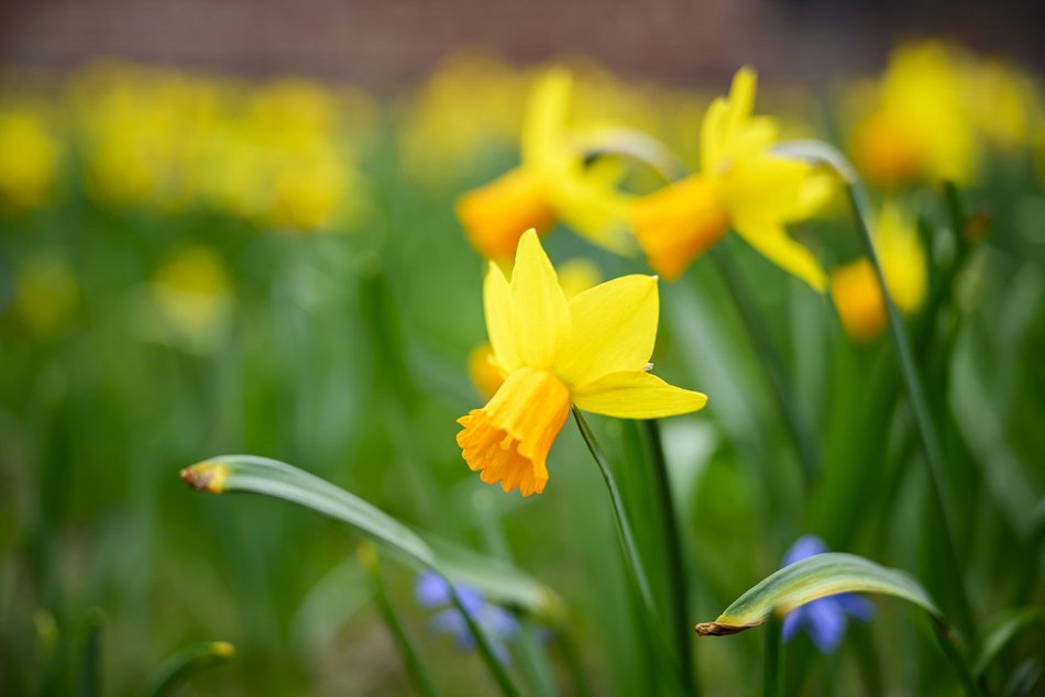 Łódź. Park Staromiejski w Łodzi w żółtych barwach żonkili. Aż chce się spacerować!