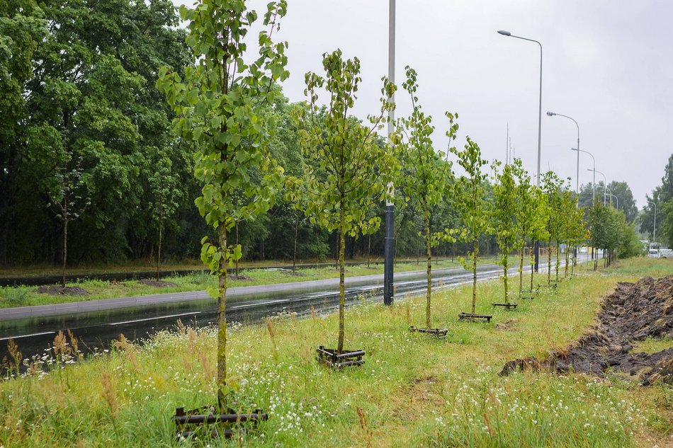 Łódź. Popiełuszki coraz bardziej zielona. Nowe drzewa i krzewy poprawiły estetykę ulicy