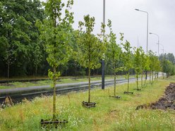 Łódź. Popiełuszki coraz bardziej zielona. Nowe drzewa i krzewy poprawiły estetykę ulicy