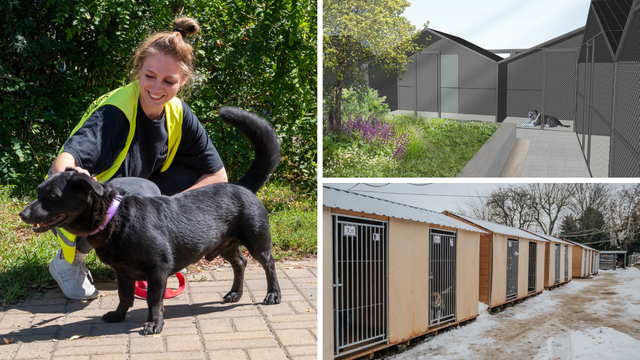 Wielka metamorfoza schroniska w Łodzi. Komfortowe boksy dla czworonogów i więcej zieleni