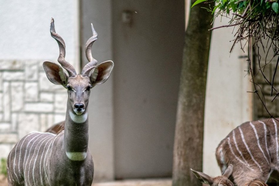 Orientarium Zoo Łódź. Jedyne stado kudu małych w Polsce. Co to za zwierzęta?