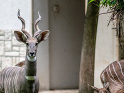 Orientarium Zoo Łódź. Jedyne stado kudu małych w Polsce. Co to za zwierzęta?