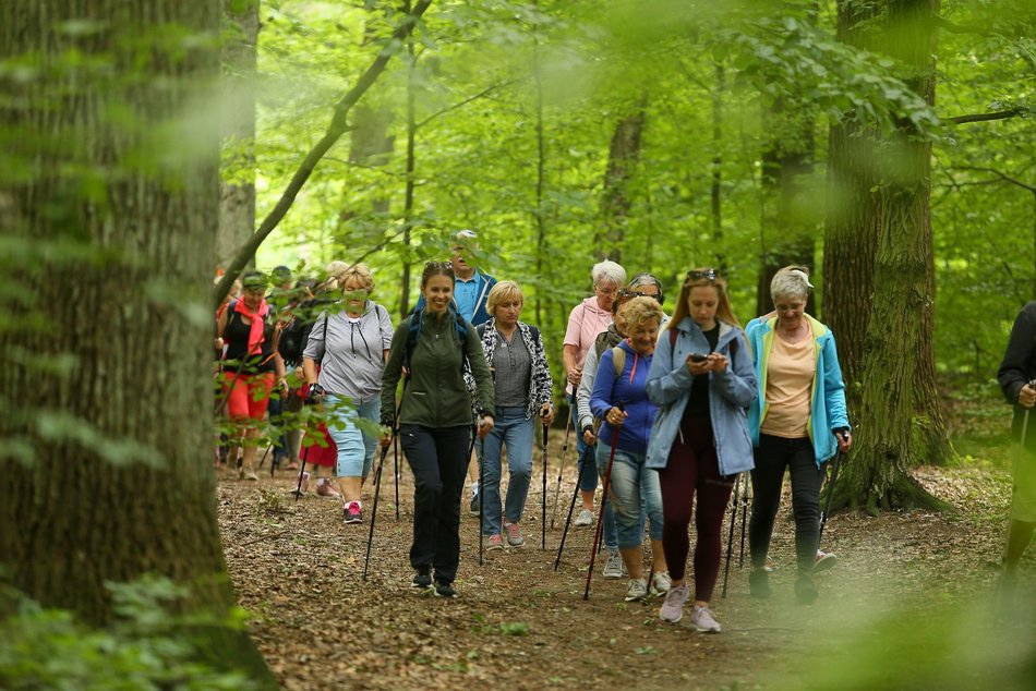 marsz seniorów z kijkami nordic walking