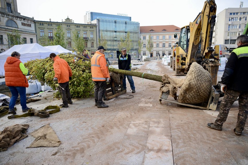 Plac Wolności coraz bardziej zielony