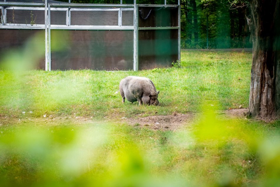 Łódź. Ośrodek Rehabilitacji Dzikich Zwierząt pomaga kolejnym podopiecznym