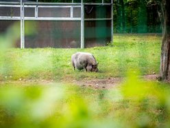 Łódź. Ośrodek Rehabilitacji Dzikich Zwierząt pomaga kolejnym podopiecznym