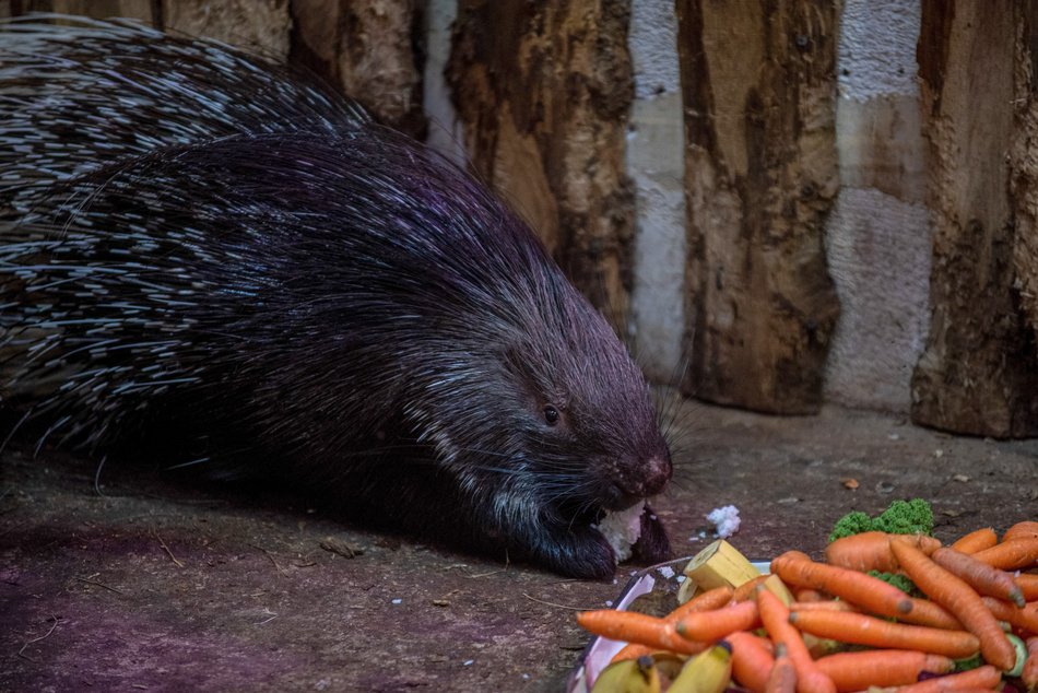 Orientarium Zoo Łódź gotowe na zimę. Zwierzętom nie będą straszne mrozy