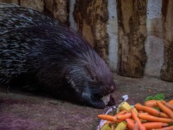 Orientarium Zoo Łódź gotowe na zimę. Zwierzętom nie będą straszne mrozy