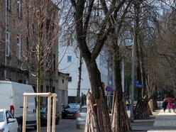 Łódź. Łódź zazieleni się na wiosnę! Zasadzono więcej drzew przy Różyckiego