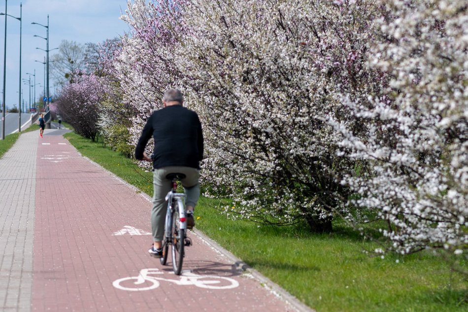 Łódź. Biało-różowy zawrót głowy na Rokicińskiej w Łodzi. Kwitnąca przyroda wygląda, jak z bajki!