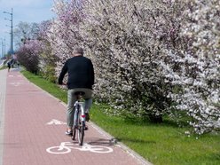 Łódź. Biało-różowy zawrót głowy na Rokicińskiej w Łodzi. Kwitnąca przyroda wygląda, jak z bajki!