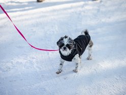 Łódź. Psy ze schroniska w Łodzi na spacerze