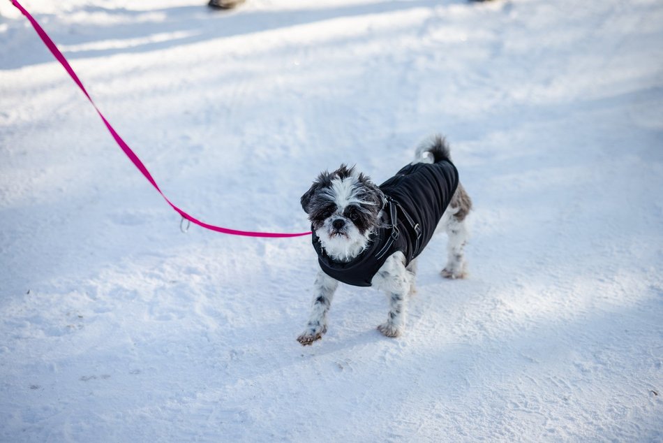 Łódź. Psy ze schroniska w Łodzi na spacerze