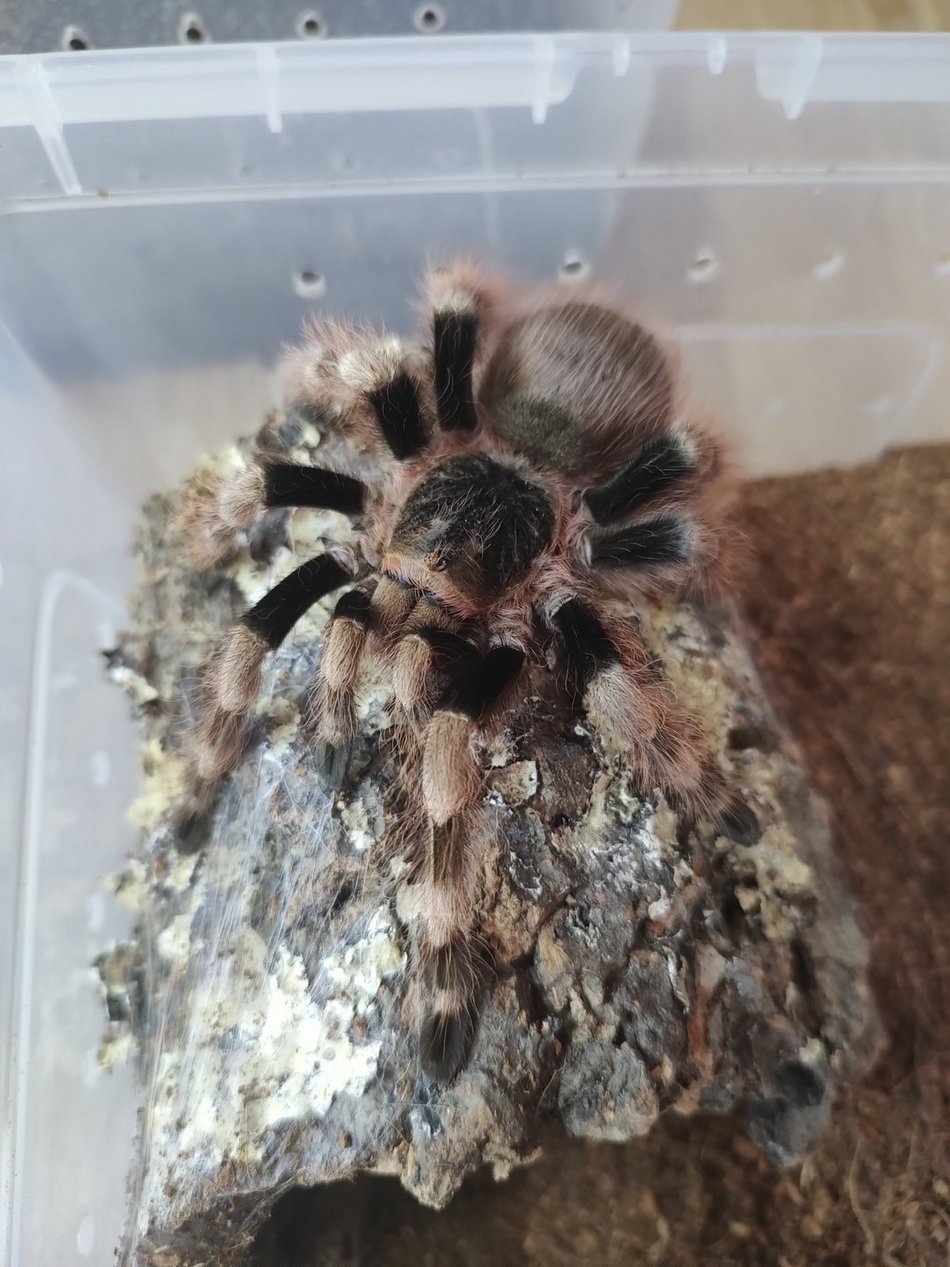 Nhandu coloratovillosus