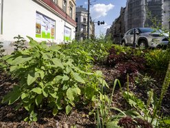 Nowe rośliny w centrum Łodzi!
