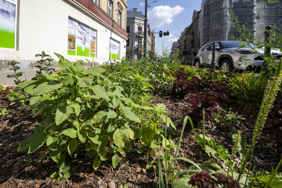 Nowe rośliny w centrum Łodzi!