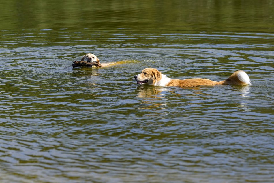 Psiejski piknik rodzinny na Uroczysku Lublinek w Łodzi. Co to była za zabawa!