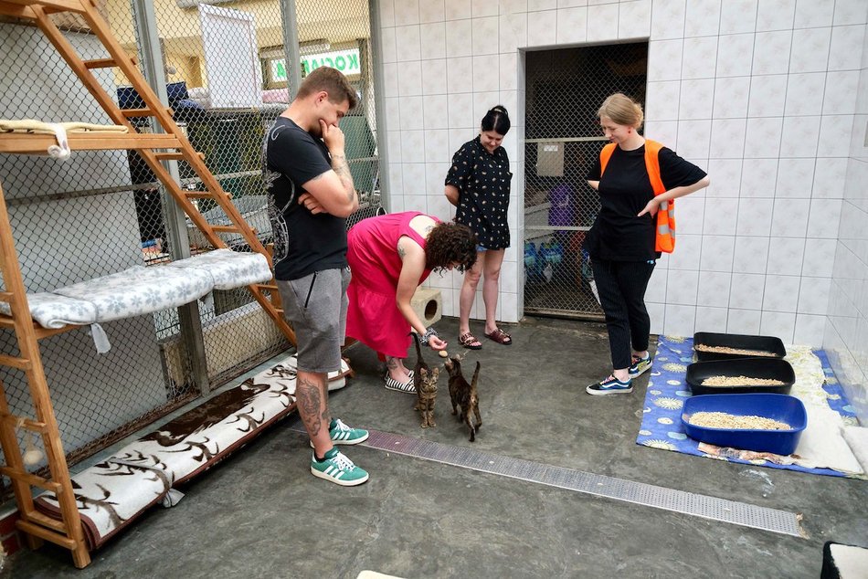 Łódź. Dom bez kota to głupota! Poznaj i adoptuj podopiecznych schroniska w Łodzi