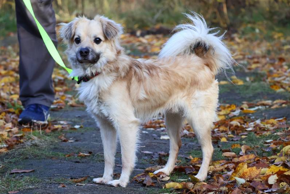 Amik to strachliwy słodziak. Obok tego pyszczka ze schroniska w Łodzi nie przejdziesz obojętnie