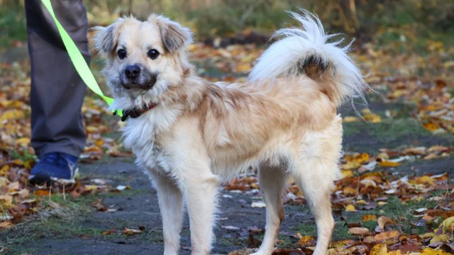 Amik to strachliwy słodziak. Obok tego pyszczka ze schroniska w Łodzi nie przejdziesz obojętnie