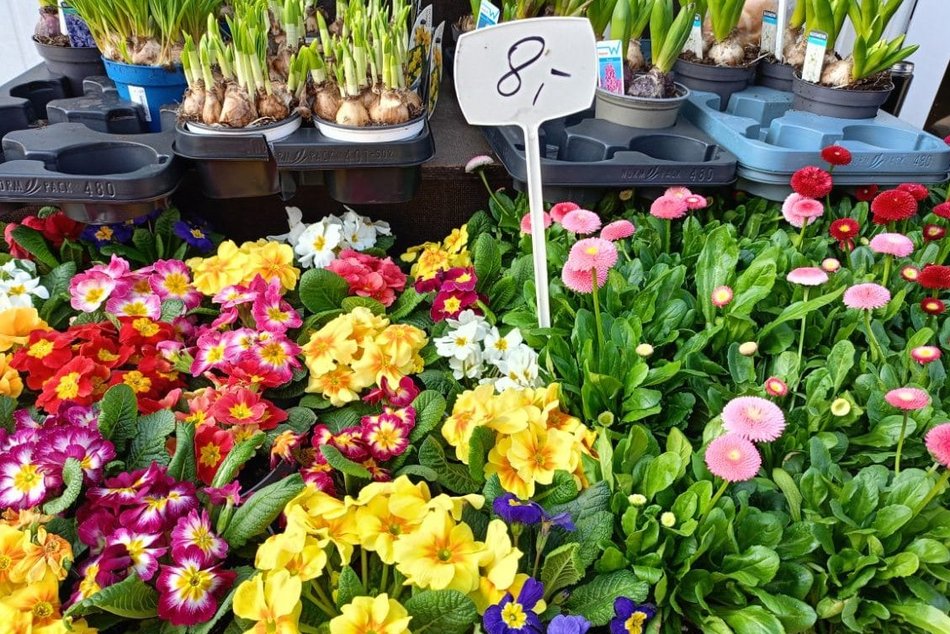 Łódź. Ceny kwiatów w Łodzi. Rynki, stragany, kwiaciarnie i supermarkety