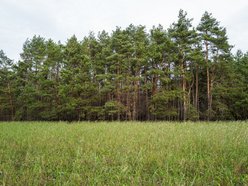 Zimowy spacer wśród zieleni? W Łodzi to możliwe