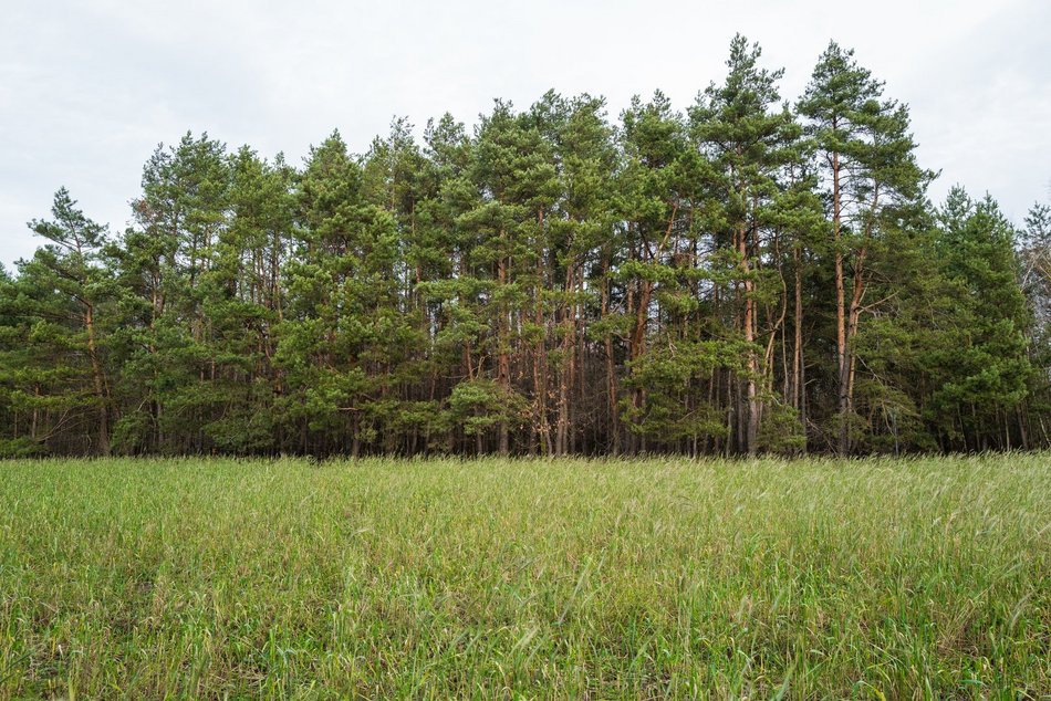 Zimowy spacer wśród zieleni? W Łodzi to możliwe