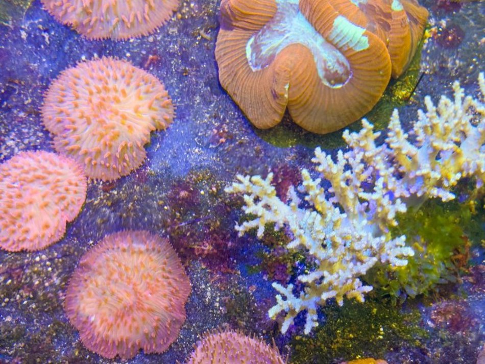 Łódź. Największy przemyt w historii udaremniony! Niemal 1000 koralowców uratowanych przez Orientarium