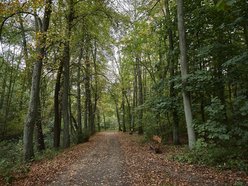 Łódź. Las Łagiewnicki