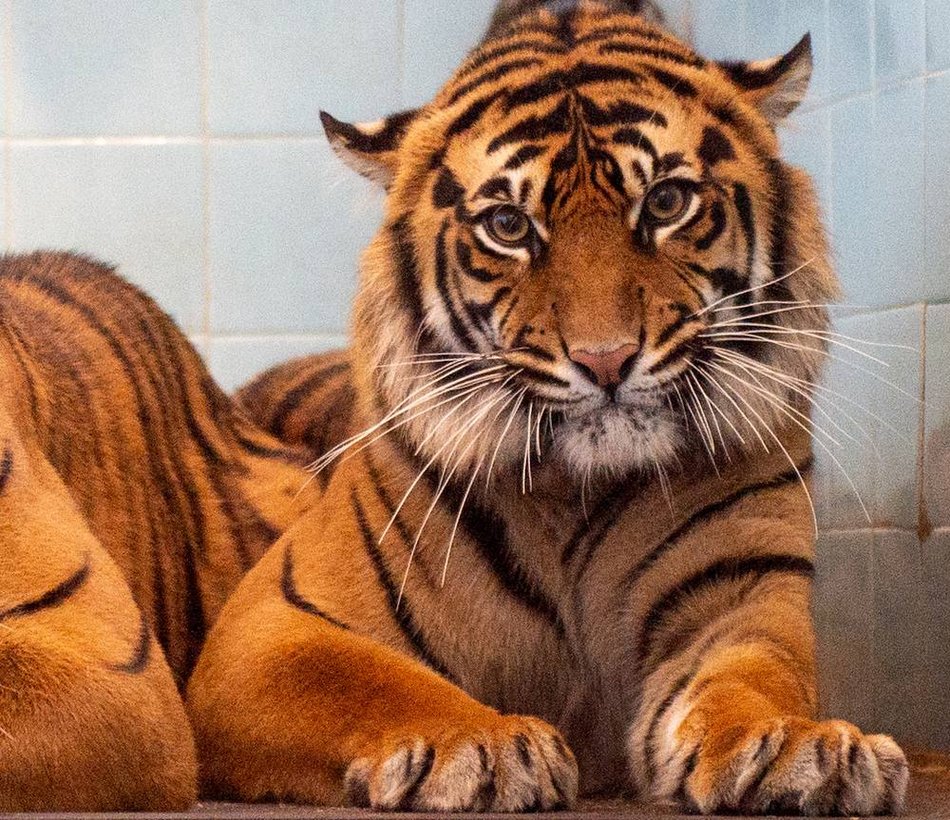 Łódź. Wielki dzień w Orientarium Zoo Łódź. Tygrysy sumatrzańskie zamieszkały w ogrodzie