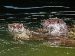 Łódź. Maj w Orientarium Zoo Łódź. Baby boom, motyle i nowi mieszkańcy