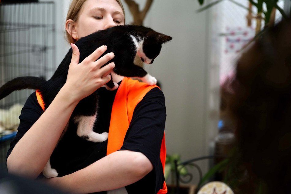 Łódź. Dom bez kota to głupota! Poznaj i adoptuj podopiecznych schroniska w Łodzi