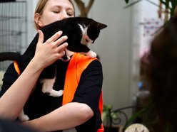 Łódź. Dom bez kota to głupota! Poznaj i adoptuj podopiecznych schroniska w Łodzi