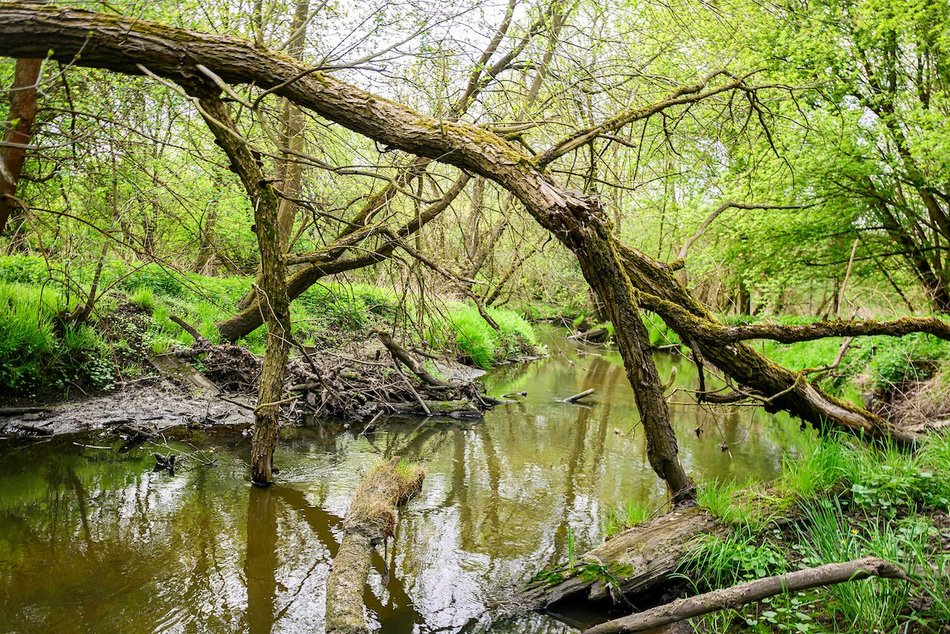 Łódź. Nazwij teren przy rzece Ner w Łodzi! Zielony zakątek w twoich rękach!
