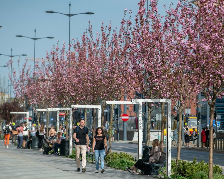 Łódź. Różowa aleja w centrum miasta. Przy Piłsudskiego zakwitły wiśnie japońskie!