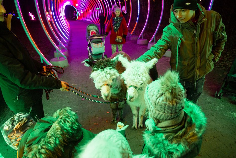 park miliona swiatel, alpaki