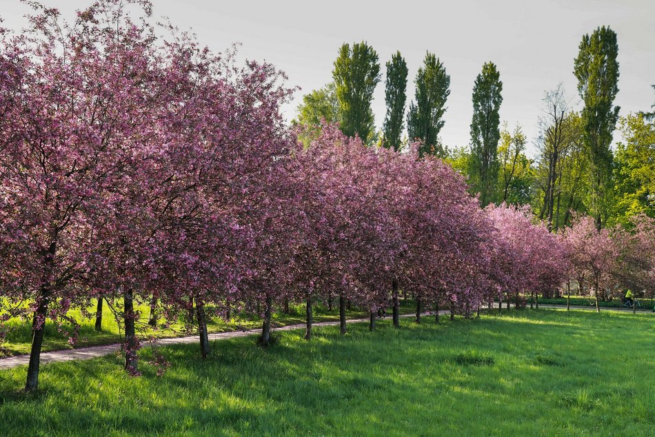 Czy to Japonia? Nie, to kwitnące jabłonie przy kampusie Uniwersytetu Łódzkiego!
