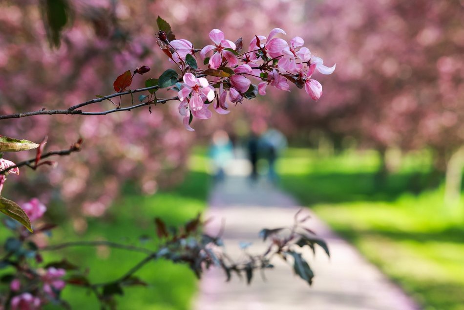 Czy to Japonia? Nie, to kwitnące jabłonie przy kampusie Uniwersytetu Łódzkiego!