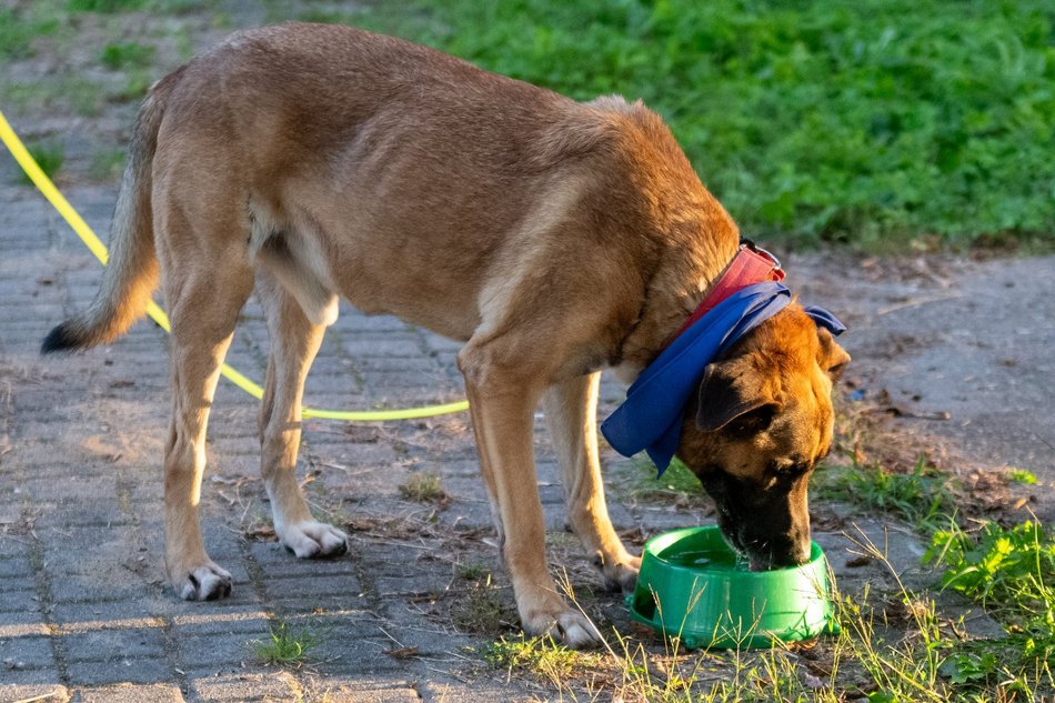 Łódź. Ostatni Psia Polówka w Łodzi za nami. Nic słodszego dziś nie zobaczysz!