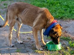 Łódź. Ostatni Psia Polówka w Łodzi za nami. Nic słodszego dziś nie zobaczysz!