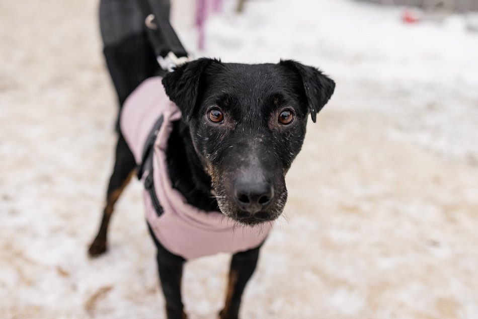 Łódź. Psy ze schroniska w Łodzi znów na spacerze! Dla tych wesołych pyszczków aż chce się chodzić!