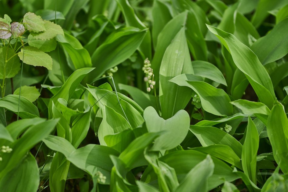 Ogród Botaniczny w Łodzi