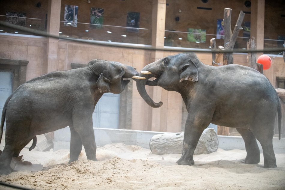 Słonie z Orientarium Zoo Łódź