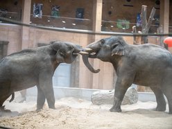 Słonie z Orientarium Zoo Łódź